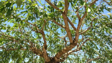 Cherry Prune - After