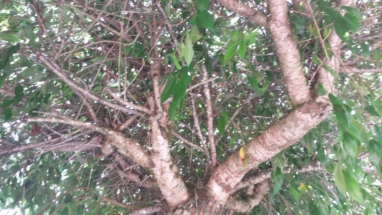 Cherry Prune - Before